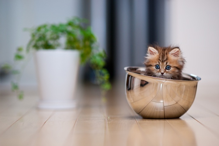 Bowl Cat